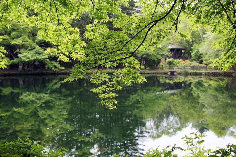 輕井澤景點｜被楓葉圍繞的雲場池くもばいけ，看可愛小鴨悠游